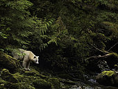 A Spirit Bear (Ursus americanus kermodei) emerges from the rainforest in British Columbia, Canada.