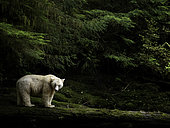 A Spirit Bear emerges from the rainforest in British Columbia, Canada.