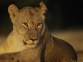 A Lioness (Panthera leo) rests in the early morning light in Hwange National Park, Zimbabwe.