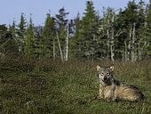 A Coastal Wolf (Canis lupus columbianus) observes his surroundings in British Columbia, Canada.