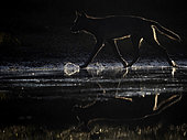 A Coastal Wolf (Canis lupus columbianus) skims across the rivers edge in British Columbia, Canada.