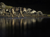 A Coastal Wolf (Canis lupus columbianus) skims across the rivers edge in British Columbia, Canada.