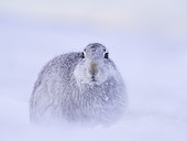 A Mountain Hare (Lepus timidus) settles down after a snowstorm in the Cairngorms National Park, Scotland.