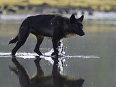 A Coastal Wolf (Canis lupus columbianus) approaches in British Columbia, Canada.