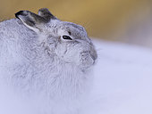 A Mountain Hare (Lepus timidus) rests at sunset in the Cairngorms National Park, Scotland.