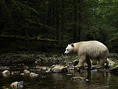 A Spirit Bear (Ursus americanus kermodei) crosses the river in the rainforests of British Columbia, Canada.