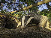 A Badger (Meles meles) emerges from the sett in the Peak District National Park, UK.