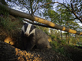 A Badger (Meles meles) emerges from the sett in the Peak District National Park, UK.