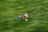 Mallard(Anas Plathyrhynchos) duckling , France