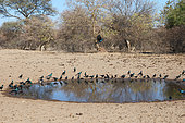Meves's Starling (Lamprotornis mevesii) adults drinking at a pond, dry season, Northern Botswana