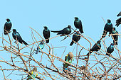 Meves's Starling (Lamprotornis mevesii)