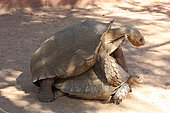 African spurred tortoise (Centrochelys sulcata) mating, Senegal