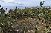 Cactus dans le jardin botanique, Funchal, Madère, Portugal