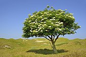 Elderberry (Sambucus nigra), solitary tree with blossoms against blue sky, Norderney, East Frisian Islands, Lower Saxony, Germany, Europe