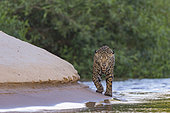 Jaguar (Panthera onca), hunting along the water of a rio, Pantanal area, Mato Grosso, Brazil