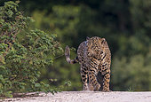 Jaguar (Panthera onca), hunting along the water of a rio, Pantanal area, Mato Grosso, Brazil