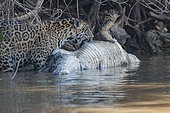 Jaguar (Panthera onca) hunting a Caiman along the water of a rio, Pantanal area, Mato Grosso, Brazil