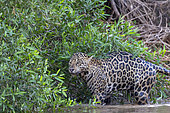 Jaguar (Panthera onca), hunting along the water of a rio, Pantanal area, Mato Grosso, Brazil