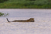 Jaguar (Panthera onca), hunting in the water of a rio, Pantanal area, Mato Grosso, Brazil