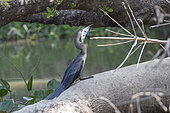 Anhinga or Snakebird (Anhinga anhinga), with a fish, Pantanal area, Mato Grosso, Brazil