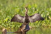Anhinga or Snakebird (Anhinga anhinga) drying the wings, Pantanal area, Mato Grosso, Brazil