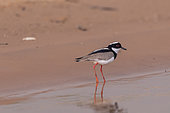 Pied plover (Vanellus cayanus), adult, Pantanal area, Mato Grosso, Brazil