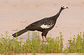 Blue-throated piping guan (Pipile cumanensis), Pantanal area, Mato Grosso, Brazil