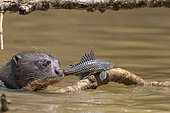Giant Otter (Pteronura brasiliensis) eating a catfish, Pantanal area, Mato Grosso, Brazil
