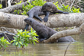 Giant Otter (Pteronura brasiliensis), resting on a branch, Pantanal area, Mato Grosso, Brazil