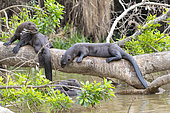 Giant Otter (Pteronura brasiliensis), resting on a branch, Pantanal area, Mato Grosso, Brazil