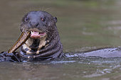Giant Otter (Pteronura brasiliensis) eating a fish, Pantanal area, Mato Grosso, Brazil