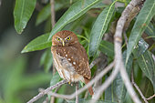 Ferruginous pygmy owl (Glaucidium brasilianum), adult, Pantanal area, Mato Grosso, Brazil