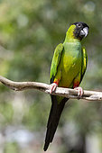 Nanday parakeet (Aratinga nenday), Pantanal area, Mato Grosso, Brazil