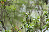 Monk parakeet (Myiopsitta monachus), adult eating one mango, Pantanal area, Mato Grosso, Brazil