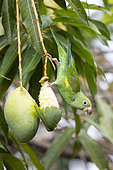 Yellow-chevroned parakeet (Brotogeris chiriri), adult eating one mango, Pantanal area, Mato Grosso, Brazil