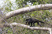 Black and Gold Howler Monkey male (Alouatta caraya), Pantanal area, Mato Grosso, Brazil
