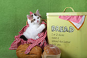 Tabby and white kitten sitting in red gingham basket by yellow bread box