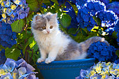 Chaton tricolore au jardin dans une vasque bleue et hortensias