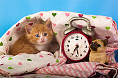 Orange and white kitten coming out heart sheet with alarm clock in studio