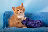 Orange and white kitten with purple ball of wool on blue blanket in studio
