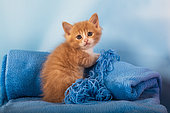 Orange and white kitten with wool on blue blanket in studio