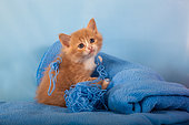 Orange and white kitten with wool on blue blanket in studio