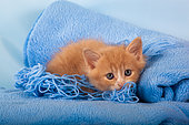 Orange and white kitten with wool on blue blanket in studio