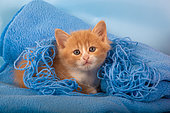 Orange and white kitten with wool on blue blanket in studio