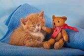 Orange and white kitten sleeping with teddy bear on blue blanket in studio