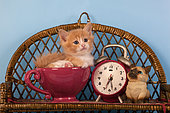 Chaton roux et blanc assis dans un bol près d'un réveil