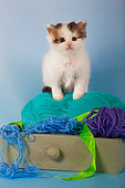 Tabby and white kitten sitting inside drawer with balls of wool in studio
