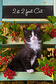 Tuxedo kitten sitting in shelf of red elderberries in studio