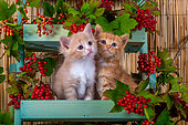 Orange and white kittens sitting in shelf of red elderberries in studio