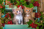 Orange and white kittens sitting in shelf of red elderberries in studio